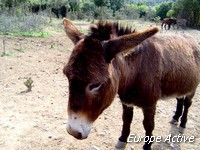 randonnee-corse