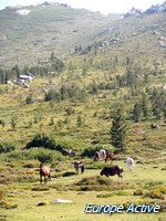 plateau-alzu